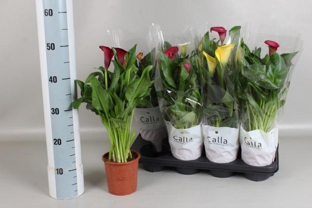 <h4>ZANT GEM 4 KL</h4>