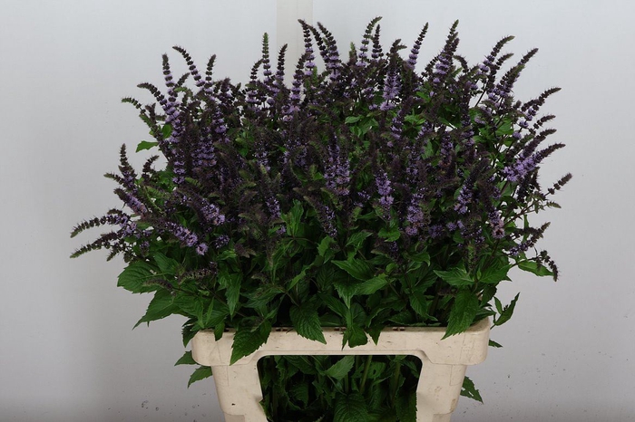 <h4>Mentha  'Dark Sensation'</h4>