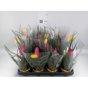 Tillandsia cyanea 'Vincent'