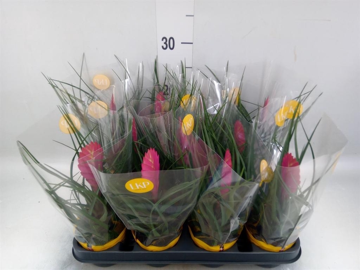 <h4>Tillandsia cyanea 'Vincent'</h4>