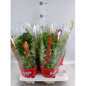 Aeschynanthus 'Japhrolepis'