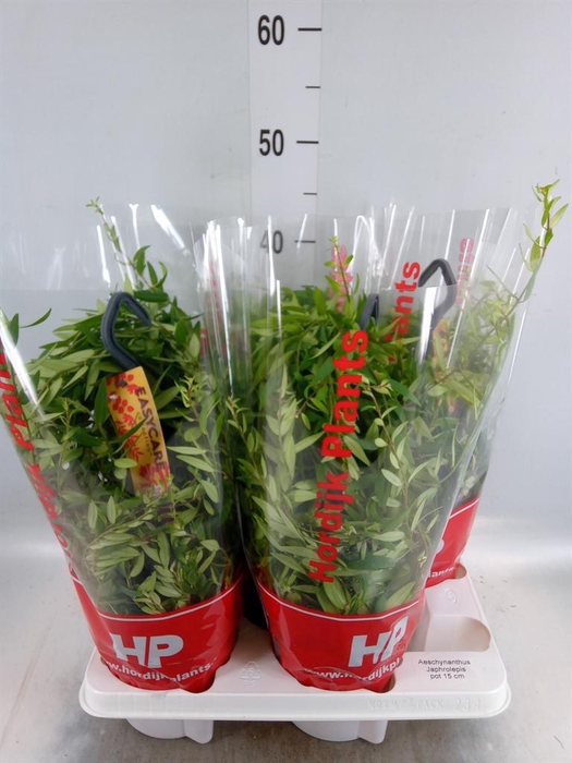 <h4>Aeschynanthus 'Japhrolepis'</h4>