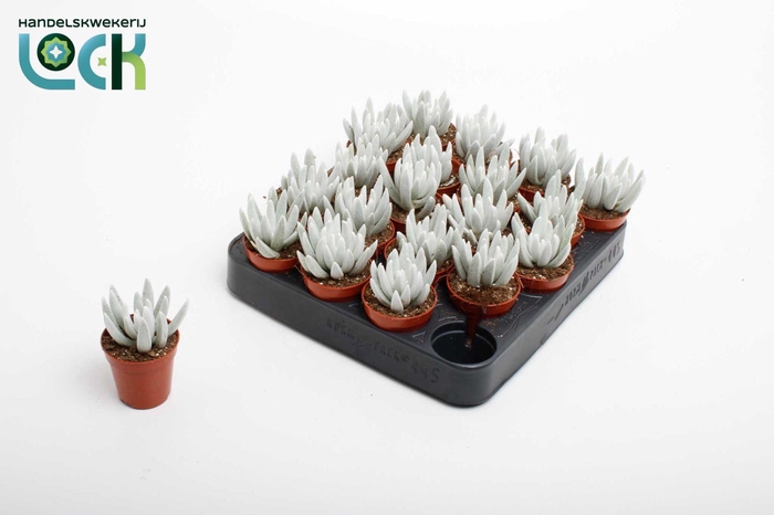 <h4>Senecio White</h4>