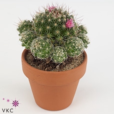 Mammillaria gracilis