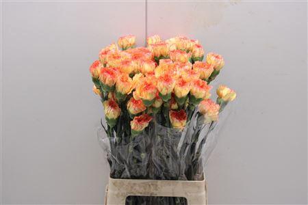 <h4>Di St Bioro</h4>