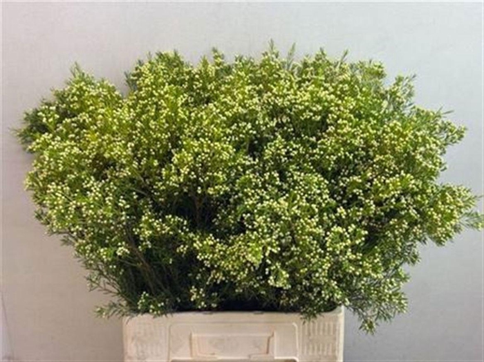 <h4>CHAME UN ARBEL</h4>