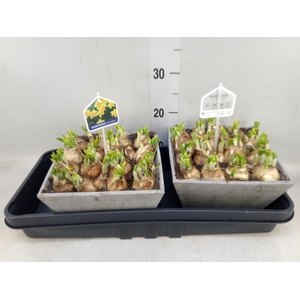 Arr.  Narcissus Tete Tete L%