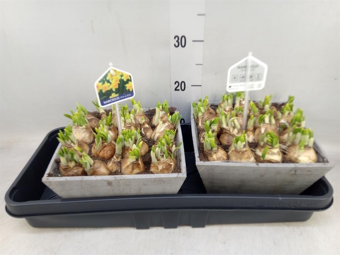 <h4>Arr.  Narcissus Tete Tete L%</h4>