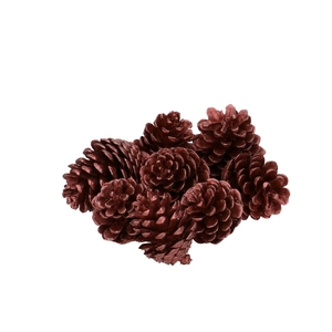 Pine cone Pinea 7cm x8