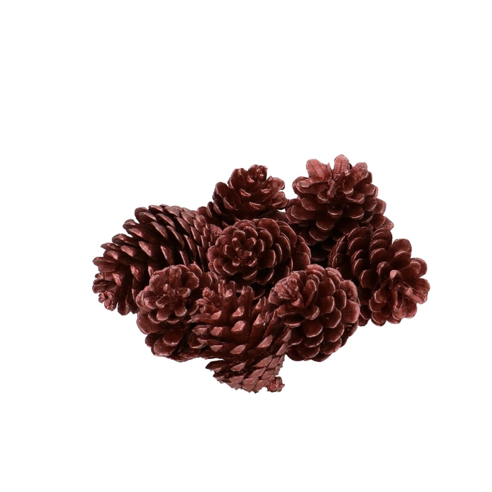 <h4>Dennenappels Pinea 7cm x8</h4>