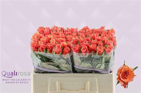 <h4>R Gr Espana</h4>