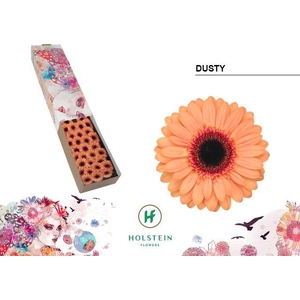 Germini Dusty Doos
