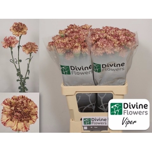 Di St Viper Divine