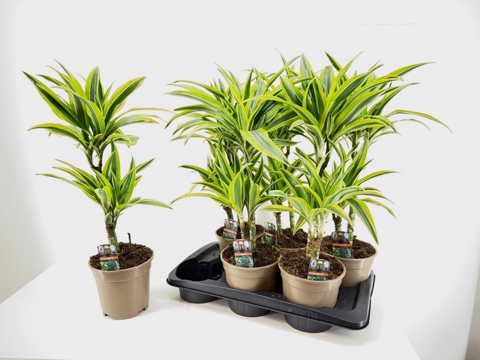 <h4>DRA DE LEMON LIME</h4>