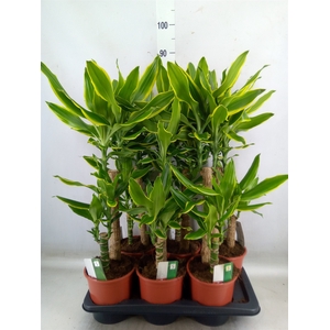 Dracaena frag. 'Golden Coast'