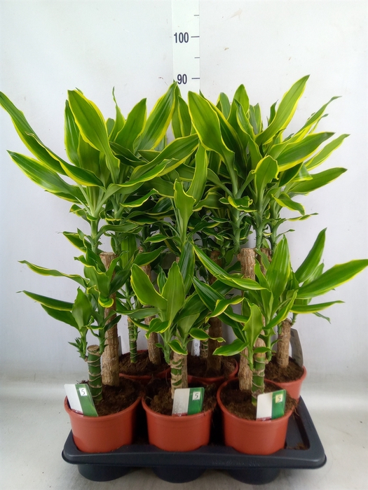 <h4>Dracaena frag. 'Golden Coast'</h4>