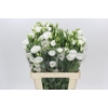 Eustoma Du Rosita White