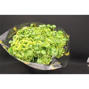 Cl Pon-pon Peter Pan Xxl