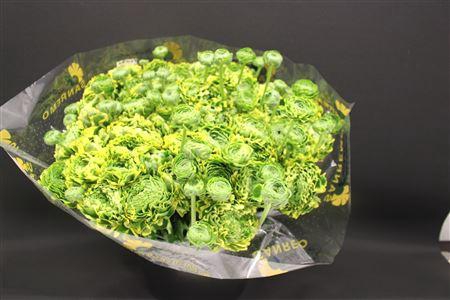 <h4>Cl Pon-pon Peter Pan Xxl</h4>