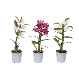 Dendrobium A2 1/2 tak mix