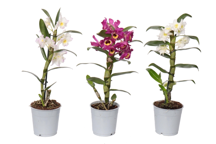 <h4>Dendrobium A2 1/2 tak mix</h4>