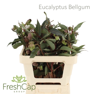 Eucalyptus overig met bes