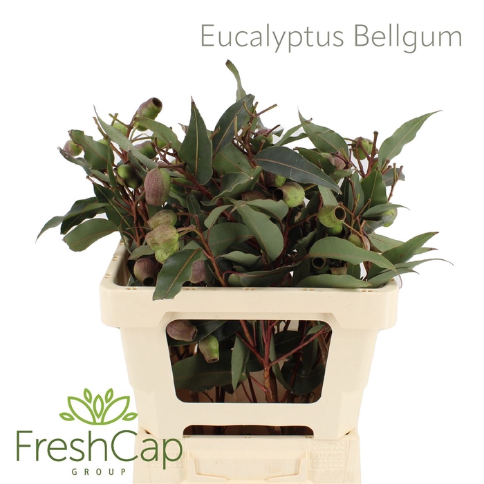 <h4>Eucalyptus overig met bes</h4>