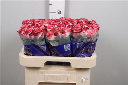 <h4>R Gr Paloma</h4>