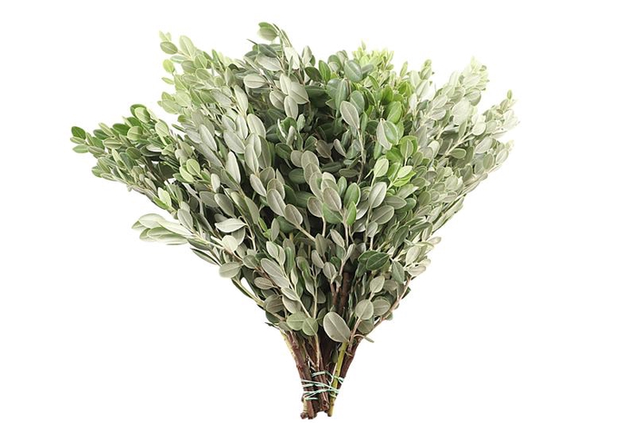 <h4>Pitto Ralphii 250 Gram</h4>