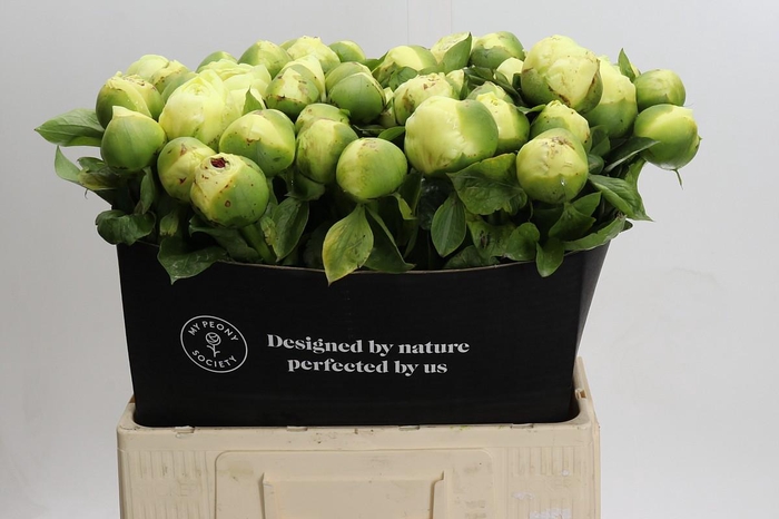 Paeonia Lemon Chiffon