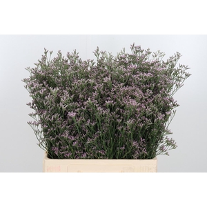 Lim Sin Tenness Pink