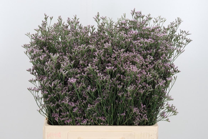 <h4>Lim Sin Tenness Pink</h4>