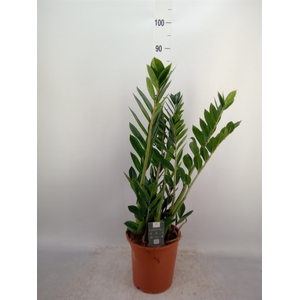 Zamioculcas zamiifolia