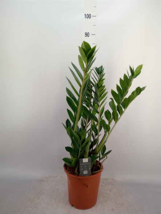 <h4>Zamioculcas zamiifolia</h4>