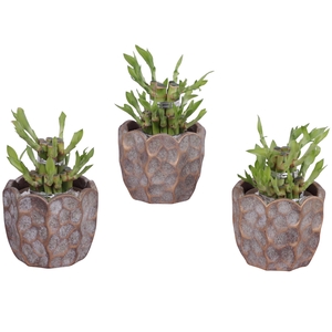 Lucky Bamboo Shape Round 2S Ø12cm Ceramic PL670