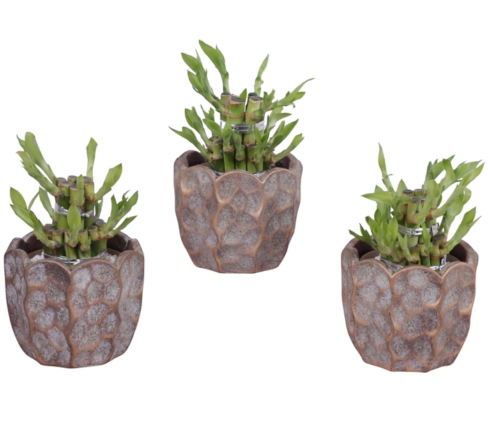 <h4>Lucky Bamboo Shape Round 2S Ø12cm Ceramic PL670</h4>