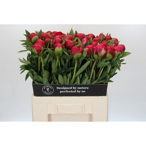 Paeonia Belgravia