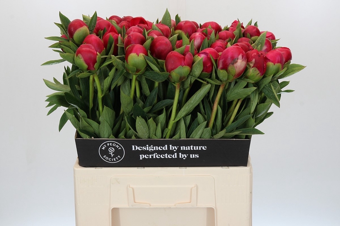 Paeonia Belgravia