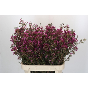 Chamelaucium 'Nina's Delight'