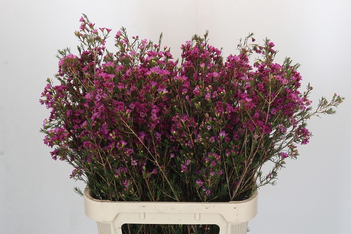 <h4>Chamelaucium 'Nina's Delight'</h4>
