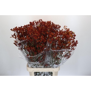 Anigozanthos Skippy Morning Sun