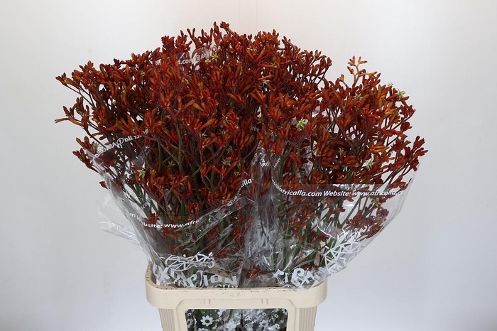 <h4>Anigozanthos Skippy Morning Sun</h4>