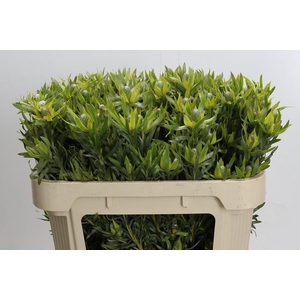 Leucadendron Pisa Spray