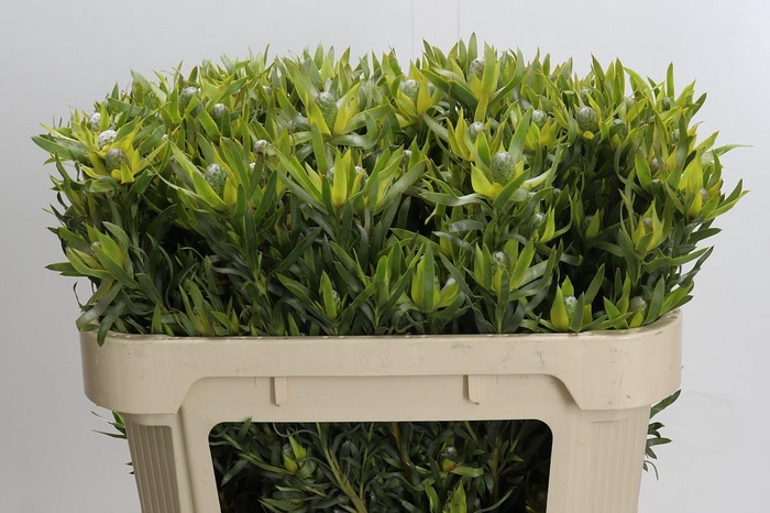 <h4>Leucadendron Pisa Spray</h4>