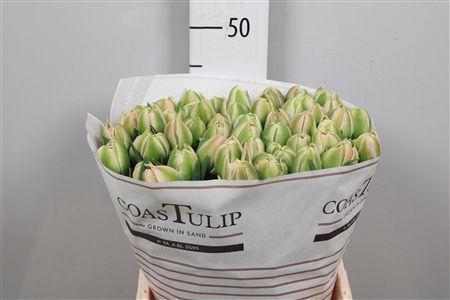 <h4>Tu Du Pink Mist</h4>