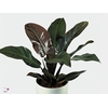 Philodendron Red Feel Green