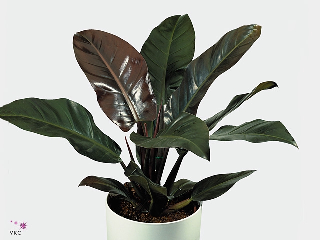 Philodendron Red Feel Green