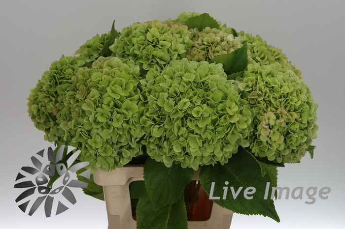 <h4>Hydrangea blizzard classic</h4>