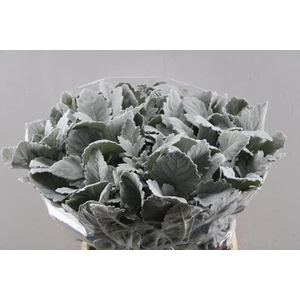 Deco Gr Senecio New Look(45cm)