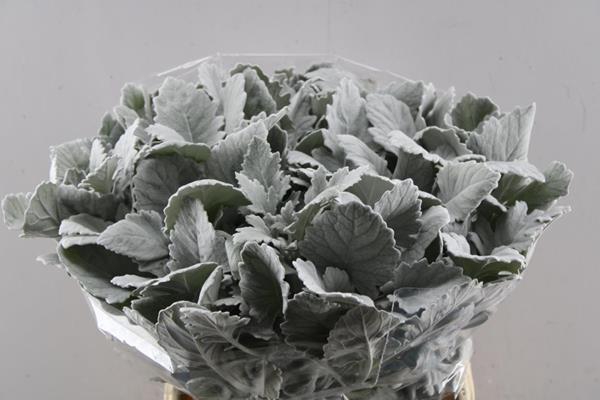 <h4>Deco Gr Senecio New Look(45cm)</h4>